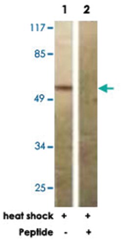 PFKFB2 Rabbit anti-Human, Mouse, Rat, Polyclonal Antibody, Abnova 100&mu;g;