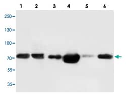 FAF1 Rabbit anti-Human, Rat, Polyclonal Antibody, Abnova 100&mu;g; Unlabeled:Antibodies,