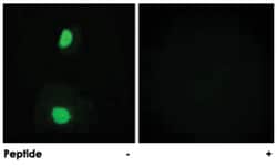 KAT5 Rabbit anti-Human, Mouse, Polyclonal Antibody, Abnova 100&mu;g; Unlabeled:Antibodies,