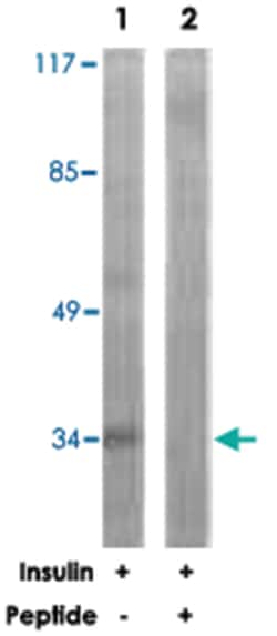 CEBPE Rabbit anti-Human, Polyclonal Antibody, Abnova 100&mu;g; Unlabeled:Antibodies,