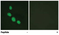 CEBPE Rabbit anti-Human, Polyclonal Antibody, Abnova 100&mu;g; Unlabeled:Antibodies,