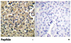 MUC1 Rabbit anti-Human, Mouse, Polyclonal Antibody, Abnova 100&mu;g; Unlabeled:Antibodies,