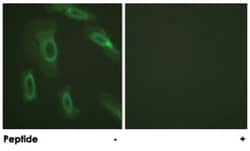 MUC1 Rabbit anti-Human, Mouse, Polyclonal Antibody, Abnova 100&mu;g; Unlabeled:Antibodies,