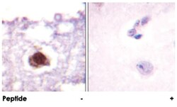 PRKDC Rabbit anti-Human, Mouse, Polyclonal Antibody, Abnova 100&mu;g; Unlabeled:Antibodies,