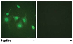 HDAC6 Rabbit anti-Human, Mouse, Polyclonal Antibody, Abnova 100 &mu;g | Buy Online | Abnova | Fisher Scientific