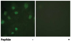 IGF2R Rabbit anti-Human, Mouse, Rat, Polyclonal Antibody, Abnova 100&mu;g;