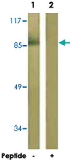IL4R Rabbit anti-Human, Mouse, Polyclonal Antibody, Abnova 100&mu;g; Unlabeled:Antibodies,