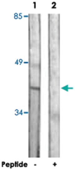 DUSP1 Rabbit anti-Human, Polyclonal Antibody, Abnova 100&mu;g; Unlabeled:Antibodies,
