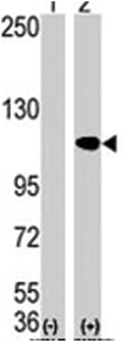 Aof 2 Rabbit anti-Human, Mouse, Polyclonal Antibody, Abnova 400&mu;L; Unlabeled:Antibodies,