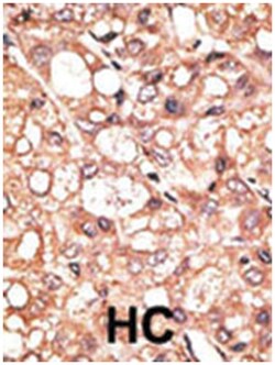 Aof 2 Rabbit anti-Human, Polyclonal Antibody, Abnova 400 &mu;L | Buy Online | Abnova | Fisher Scientific