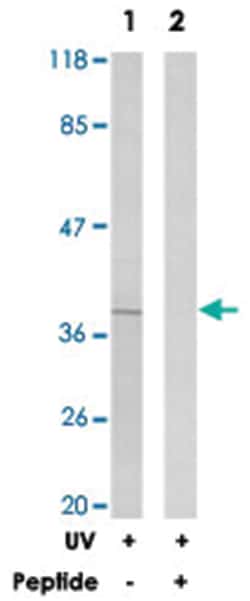 CREB1 Rabbit anti-Human, Mouse, Rat, Polyclonal Antibody, Abnova 100&mu;g;