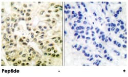 CREB1 Rabbit anti-Human, Mouse, Rat, Polyclonal Antibody, Abnova 100&mu;g;
