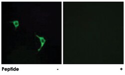 MAPK9/MAPK8 Rabbit anti-Human, Mouse, Rat, Polyclonal Antibody, Abnova