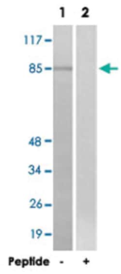 SP1 Rabbit anti-Human, Mouse, Rat, Polyclonal Antibody, Abnova 100&mu;g;