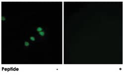 SP1 Rabbit anti-Human, Mouse, Rat, Polyclonal Antibody, Abnova 100&mu;g;
