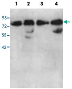 AARSD1, Rabbit, Polyclonal Antibody, Abnova 100 &mu;g | Buy Online | Abnova | Fisher Scientific