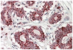 ACO2 Goat anti-Human, Polyclonal Antibody, Abnova 100 &mu;g | Buy Online | Abnova | Fisher Scientific