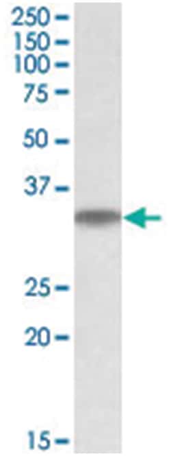 Abnova Corporation&nbsp;MAPRE3 Goat anti-Human, Mouse, Polyclonal Antibody, Abnova&trade;
