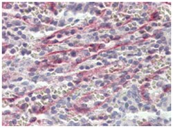 STAB1, Goat, Polyclonal Antibody, Abnova 100&mu;g; Unlabeled:Antibodies,