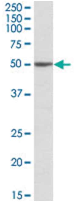 MON1A Goat anti-Human, Polyclonal Antibody, Abnova 100 &mu;g | Buy Online | Abnova Corporation | Fisher Scientific