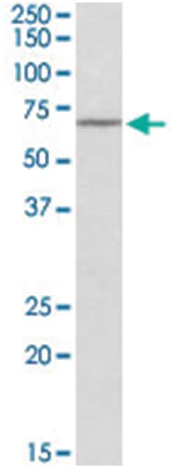 Themis, Goat, Polyclonal Antibody, Abnova 100&mu;g; Unlabeled:Antibodies,