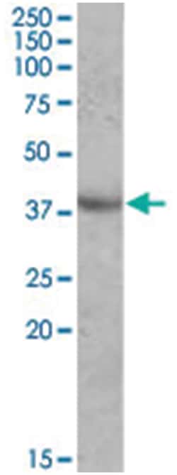 APOA5, Goat, Polyclonal Antibody, Abnova 100&mu;g; Unlabeled:Antibodies,
