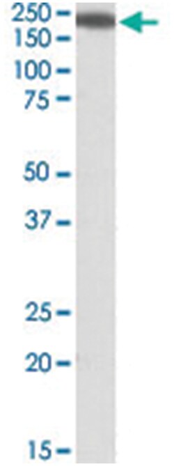 IQGAP1, Goat, Polyclonal Antibody, Abnova 100&mu;g; Unlabeled:Antibodies,