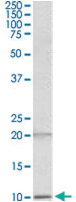 DEFA1/DEFA3, Goat, Polyclonal Antibody, Abnova 100&mu;g; Unlabeled:Antibodies,