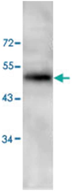 PAWR Rabbit anti-Human, Polyclonal Antibody, Abnova 100&mu;g; Unlabeled:Antibodies,