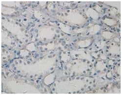 PAWR Rabbit anti-Human, Polyclonal Antibody, Abnova 100&mu;g; Unlabeled:Antibodies,