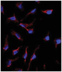 KITLG Rabbit anti-Human, Polyclonal Antibody, Abnova 400&mu;L; Unlabeled:Antibodies,