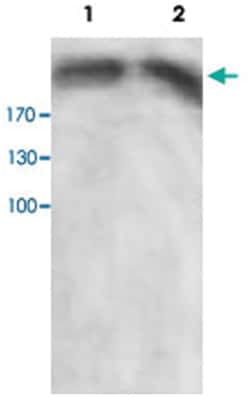 BRCA1 Rabbit anti-Human, Polyclonal Antibody, Abnova 100 &mu;g | Buy Online | Abnova | Fisher Scientific
