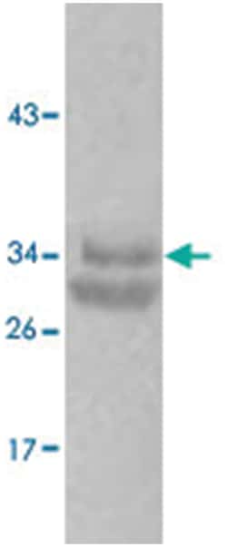 CASP7 Rabbit anti-Human, Polyclonal Antibody, Abnova 100&mu;g; Unlabeled:Antibodies,