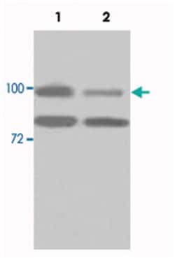 HSP90AB1 Rabbit anti-Human, Polyclonal Antibody, Abnova 100&mu;g; Unlabeled:Antibodies,