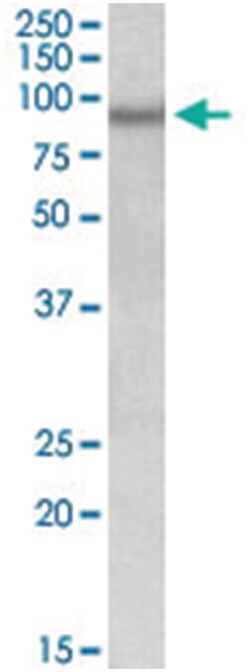 NPAS4, Goat, Polyclonal Antibody, Abnova 100&mu;g; Unlabeled:Anticuerpos