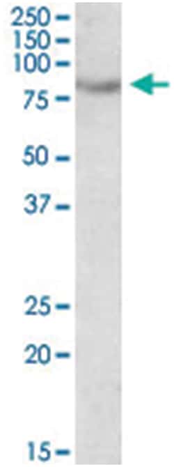 SIM2, Goat, Polyclonal Antibody, Abnova 100 &mu;g | Buy Online | Abnova Corporation | Fisher Scientific