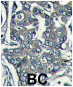 EIF4E2, Rabbit, Polyclonal Antibody, Abnova 400&mu;L; Unlabeled:Antibodies,