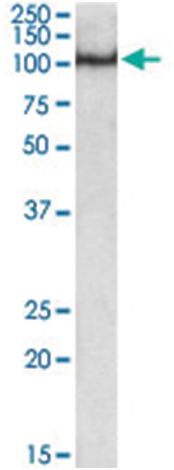POU2F1, Goat, Polyclonal Antibody, Abnova 100 &mu;g | Buy Online | Abnova Corporation | Fisher Scientific