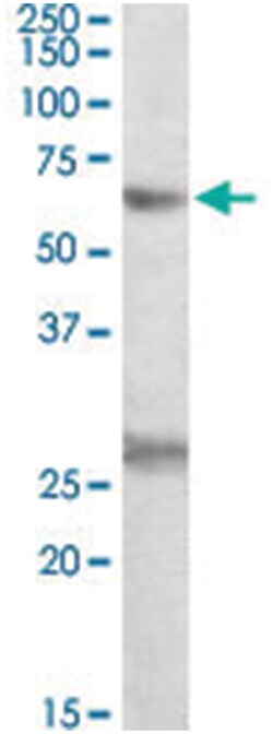 EIF2B4, Goat, Polyclonal Antibody, Abnova 100&mu;g; Unlabeled:Antibodies,