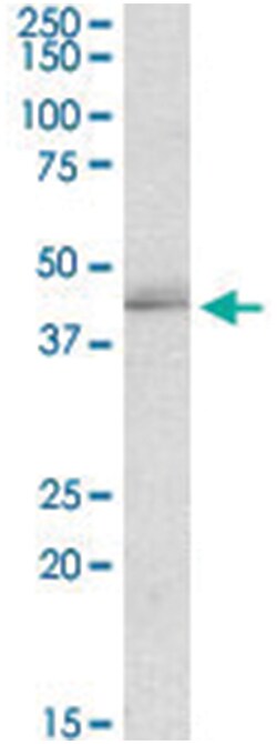 TIAL1, Goat, Polyclonal Antibody, Abnova 100&mu;g; Unlabeled:Antibodies,