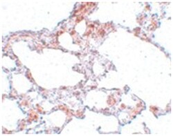 MRE11A Rabbit anti-Human, Mouse, Rat, Polyclonal Antibody, Abnova 100&mu;g;