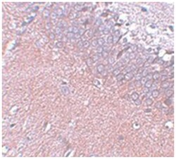 SYNGR4, Rabbit, Polyclonal Antibody, Abnova 100&mu;g; Unlabeled:Antibodies,
