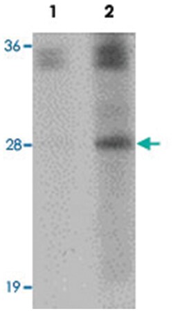 SYNGR4, Rabbit, Polyclonal Antibody, Abnova 100&mu;g; Unlabeled:Antibodies,