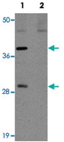 POU5F1 Rabbit anti-Human, Mouse, Rat, Polyclonal Antibody, Abnova 100&mu;g;