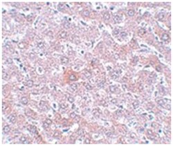 RSRC1, Rabbit, Polyclonal Antibody, Abnova 100&mu;g; Unlabeled:Antibodies,