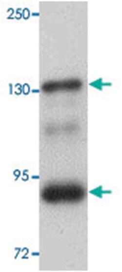 SEC16B, Rabbit, Polyclonal Antibody, Abnova 100&mu;g; Unlabeled:Antibodies,