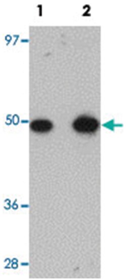 TMEM184B, Rabbit, Polyclonal Antibody, Abnova 100&mu;g; Unlabeled:Antibodies,