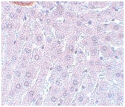 CDC27 Rabbit anti-Human, Mouse, Rat, Polyclonal Antibody, Abnova 100 &mu;g | Buy Online | Abnova | Fisher Scientific