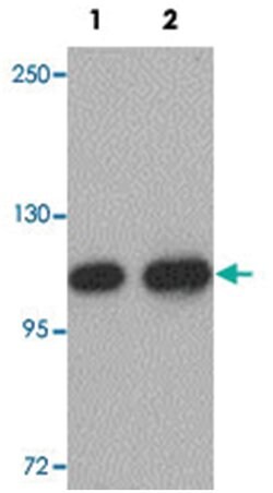 CDC27 Rabbit anti-Human, Mouse, Rat, Polyclonal Antibody, Abnova 100 &mu;g | Buy Online | Abnova | Fisher Scientific