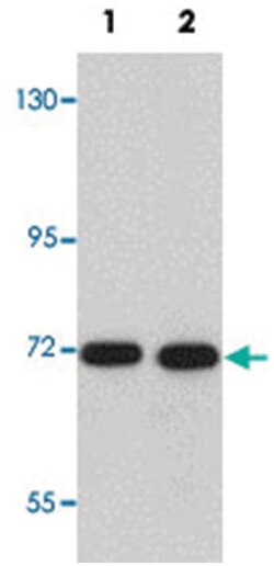 CDC16 Rabbit anti-Human, Mouse, Polyclonal Antibody, Abnova 100 &mu;g | Buy Online | Abnova Corporation | Fisher Scientific